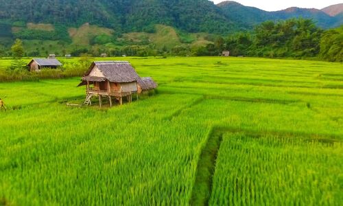 Muang La Rice-fields